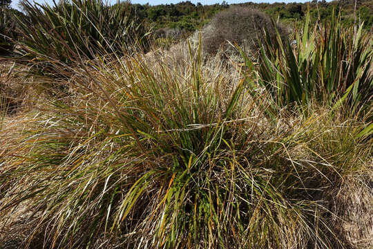 Imagem de Chionochloa conspicua (G. Forst.) Zotov