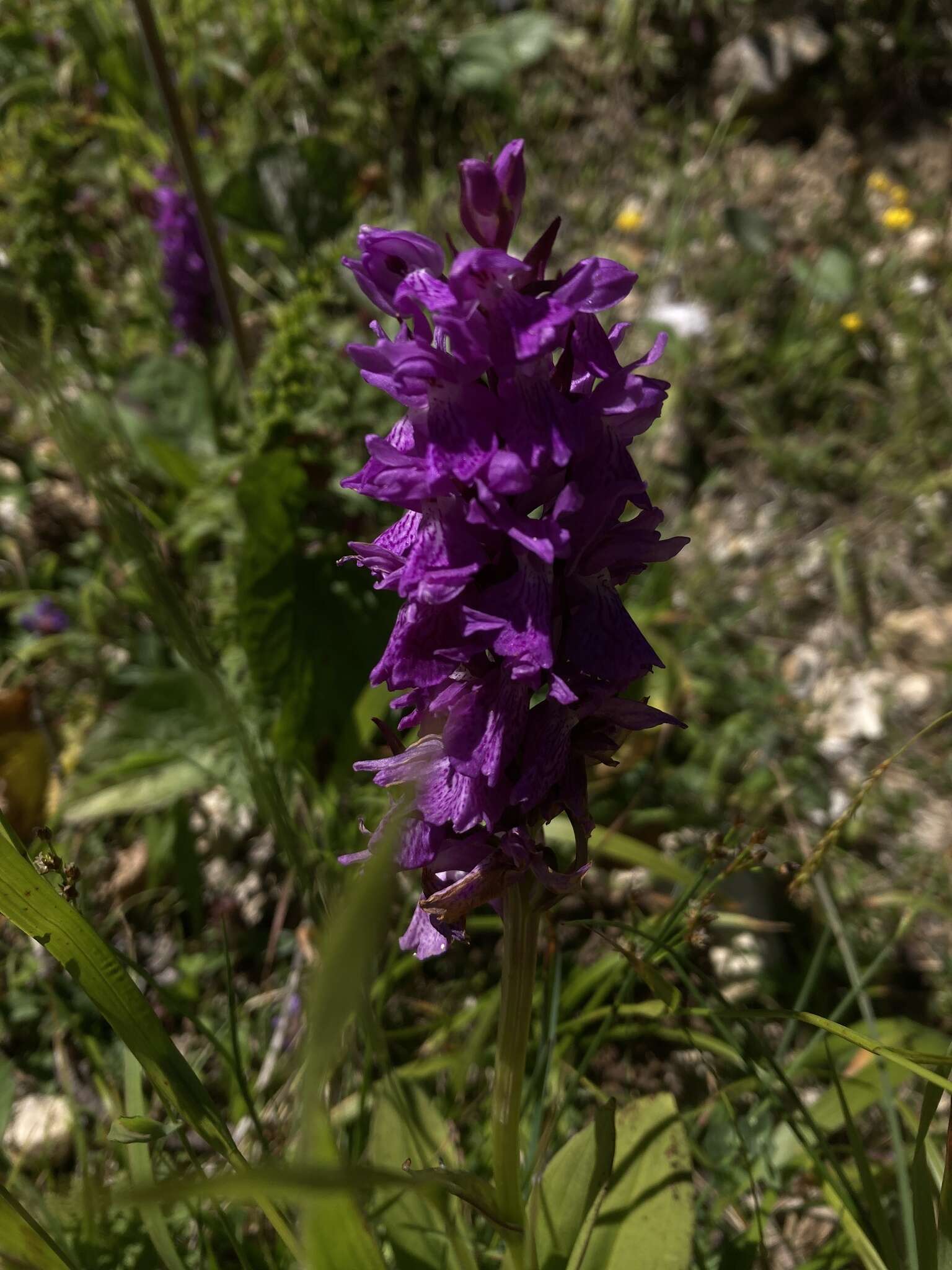 Dactylorhiza urvilleana (Steud.) H. Baumann & Künkele resmi