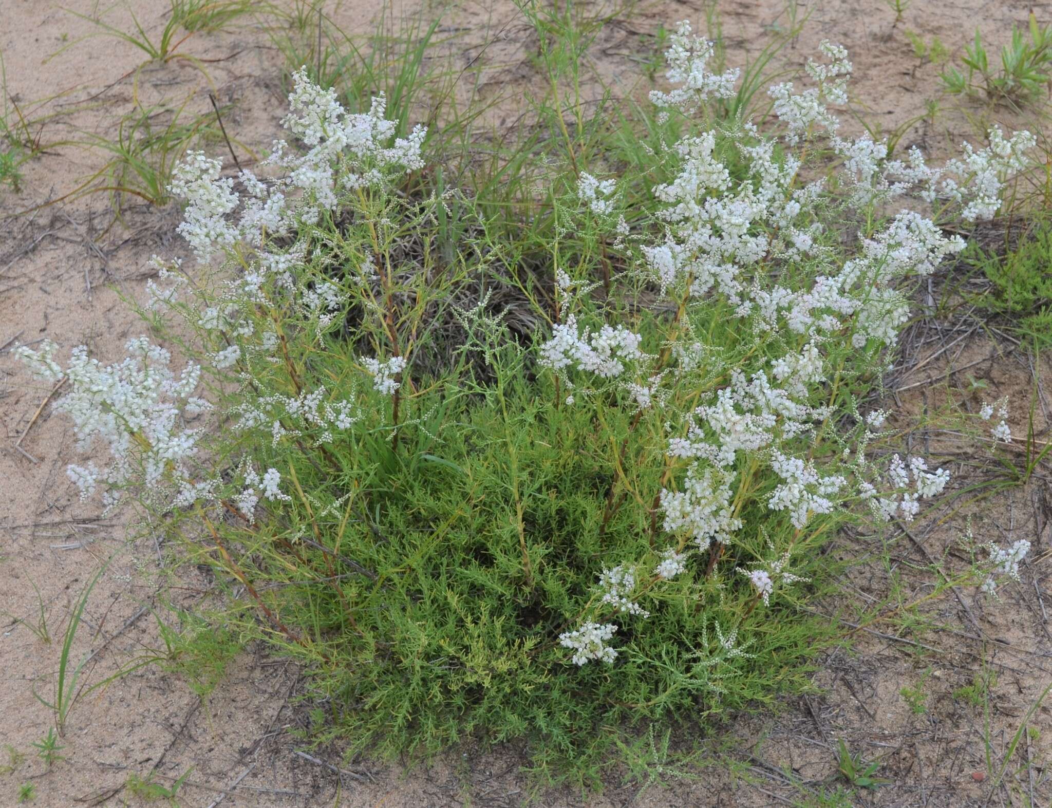 Image of southern jointweed