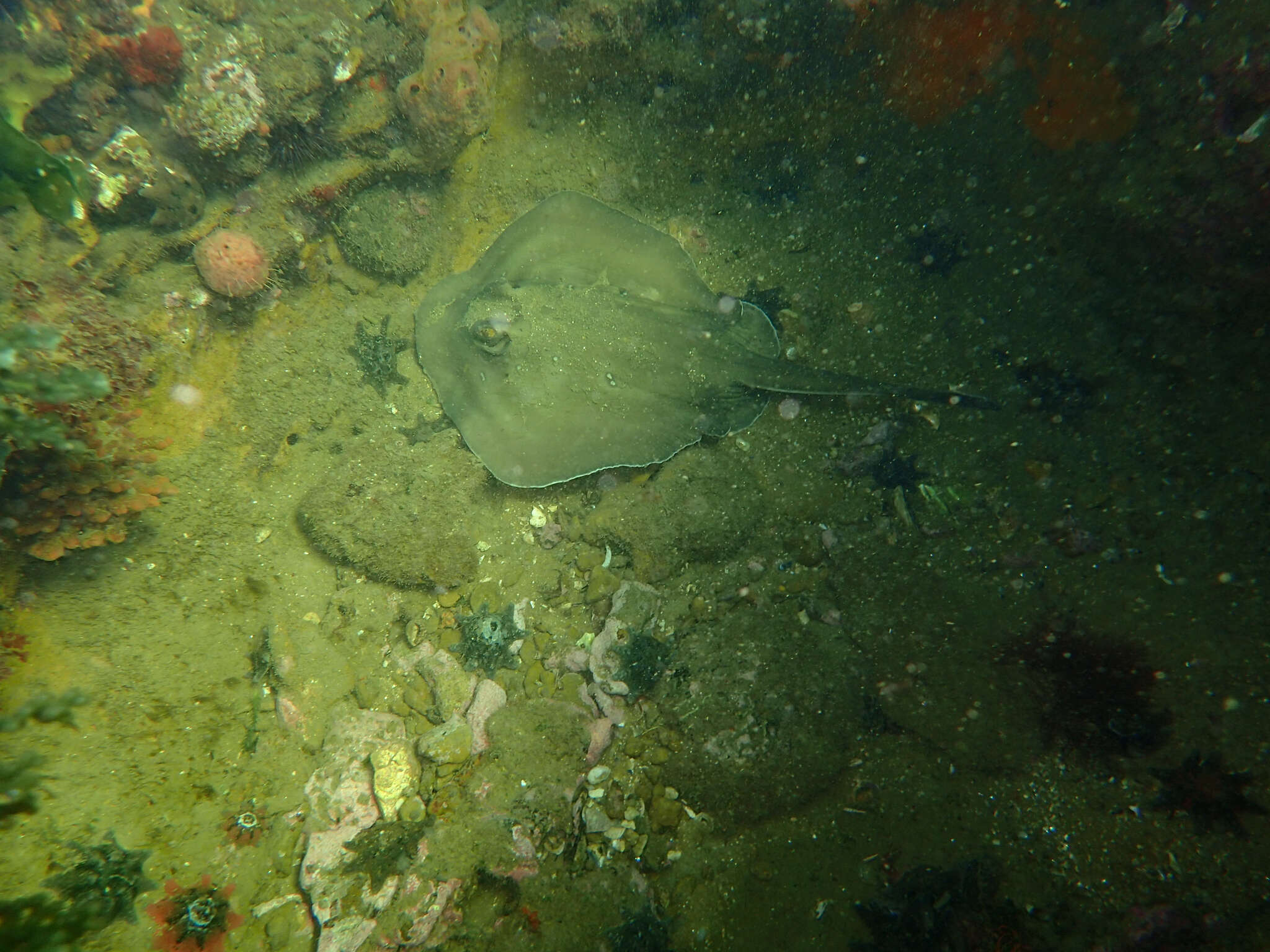 Image of Dixons Stingaree