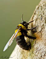 Xylocopa ghilianii Gribodo 1891 resmi