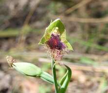 Calochilus robertsonii Benth.的圖片