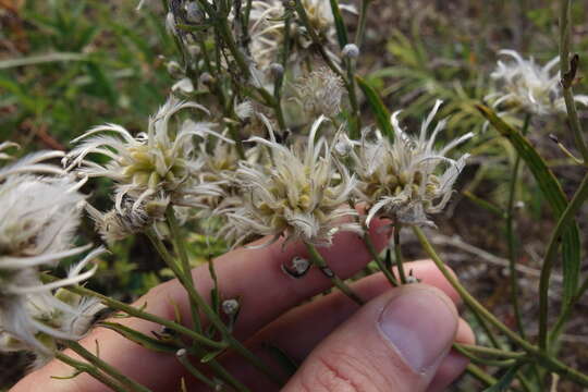 Image of Clematis hexapetala Pall.