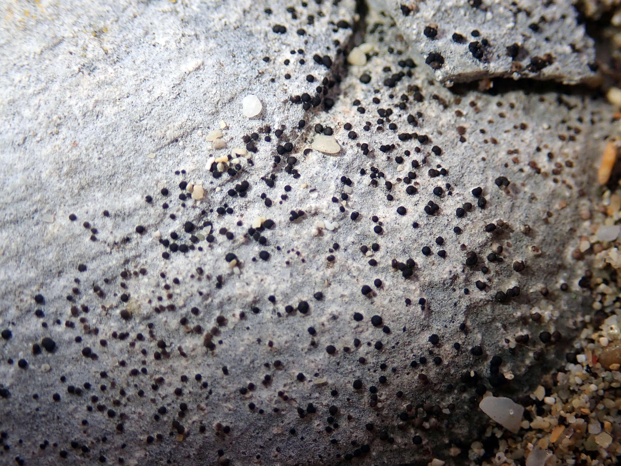 Image of Catillaria glaucogrisea Fryday