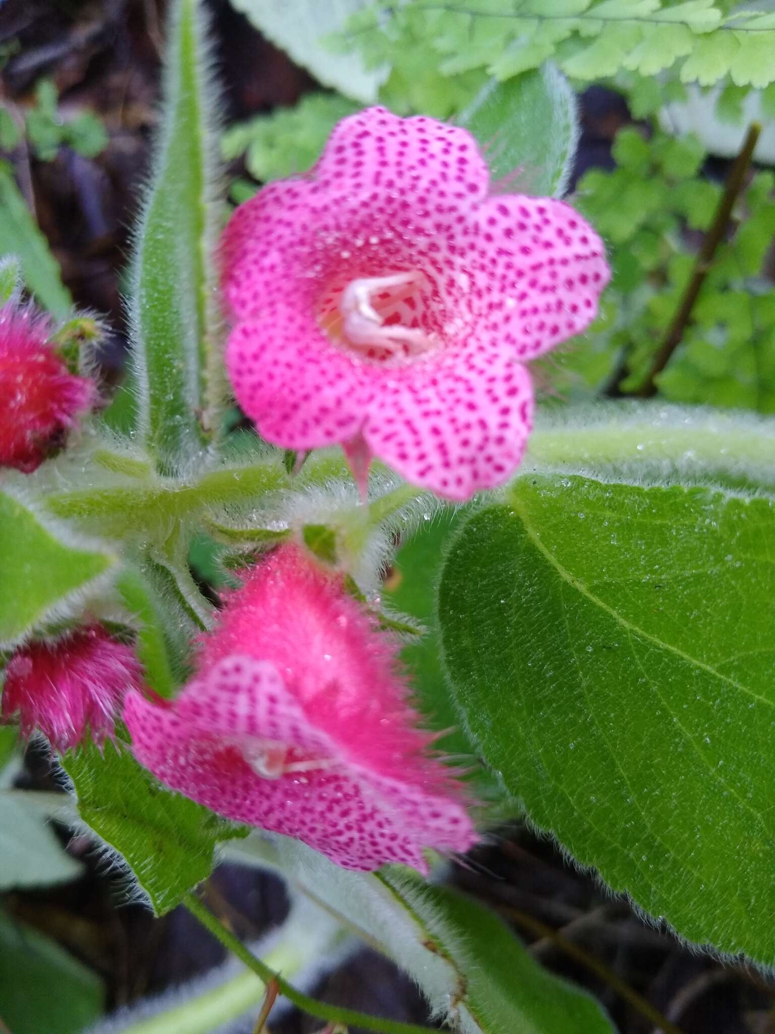 Imagem de Kohleria rugata (Scheidw.) L. P. Kvist & L. E. Skog