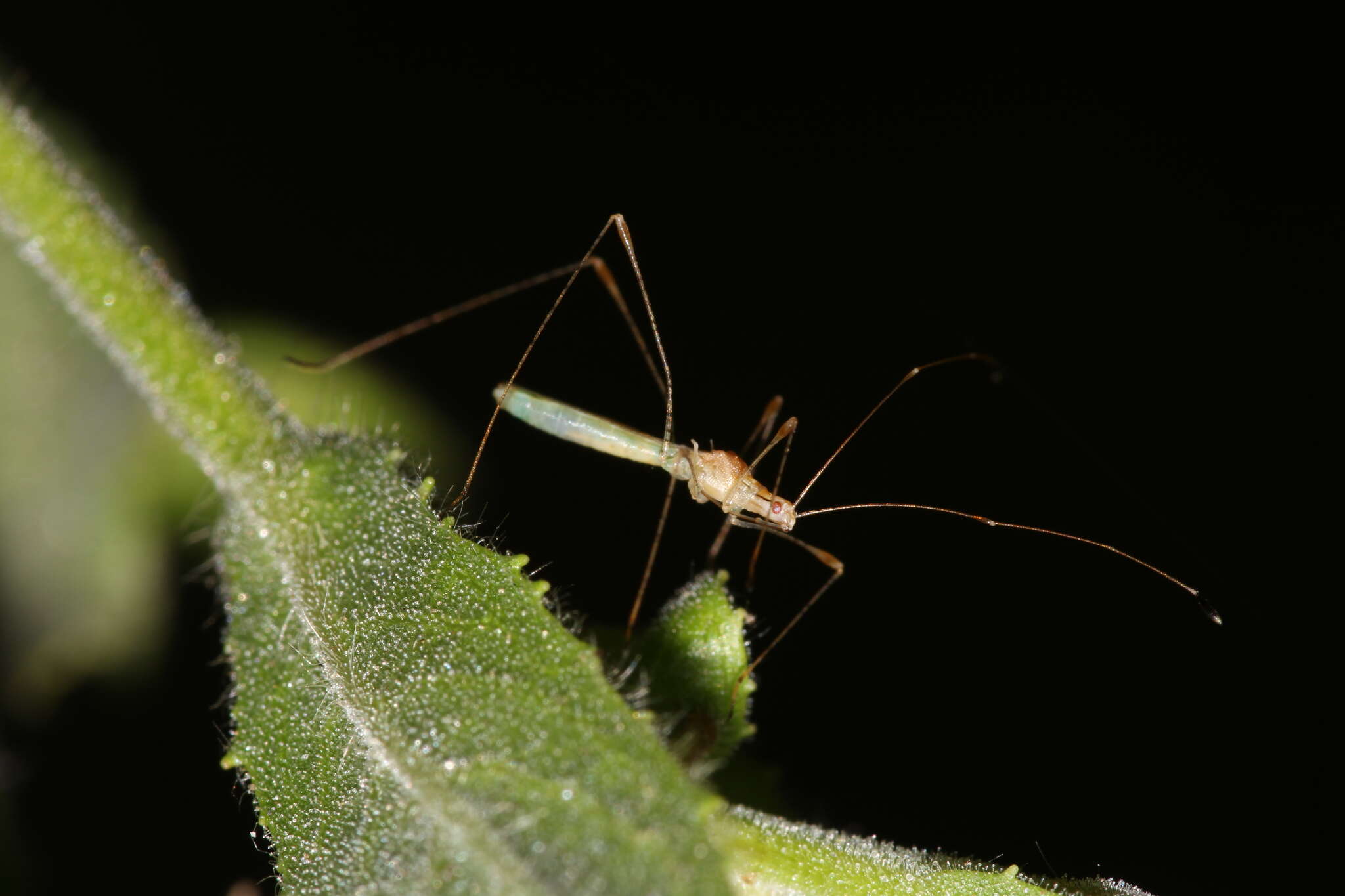 Metacanthus (Metacanthus) meridionalis (Costa & A. 1843)的圖片