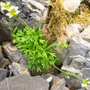 Image of Saxifraga cespitosa subsp. cespitosa