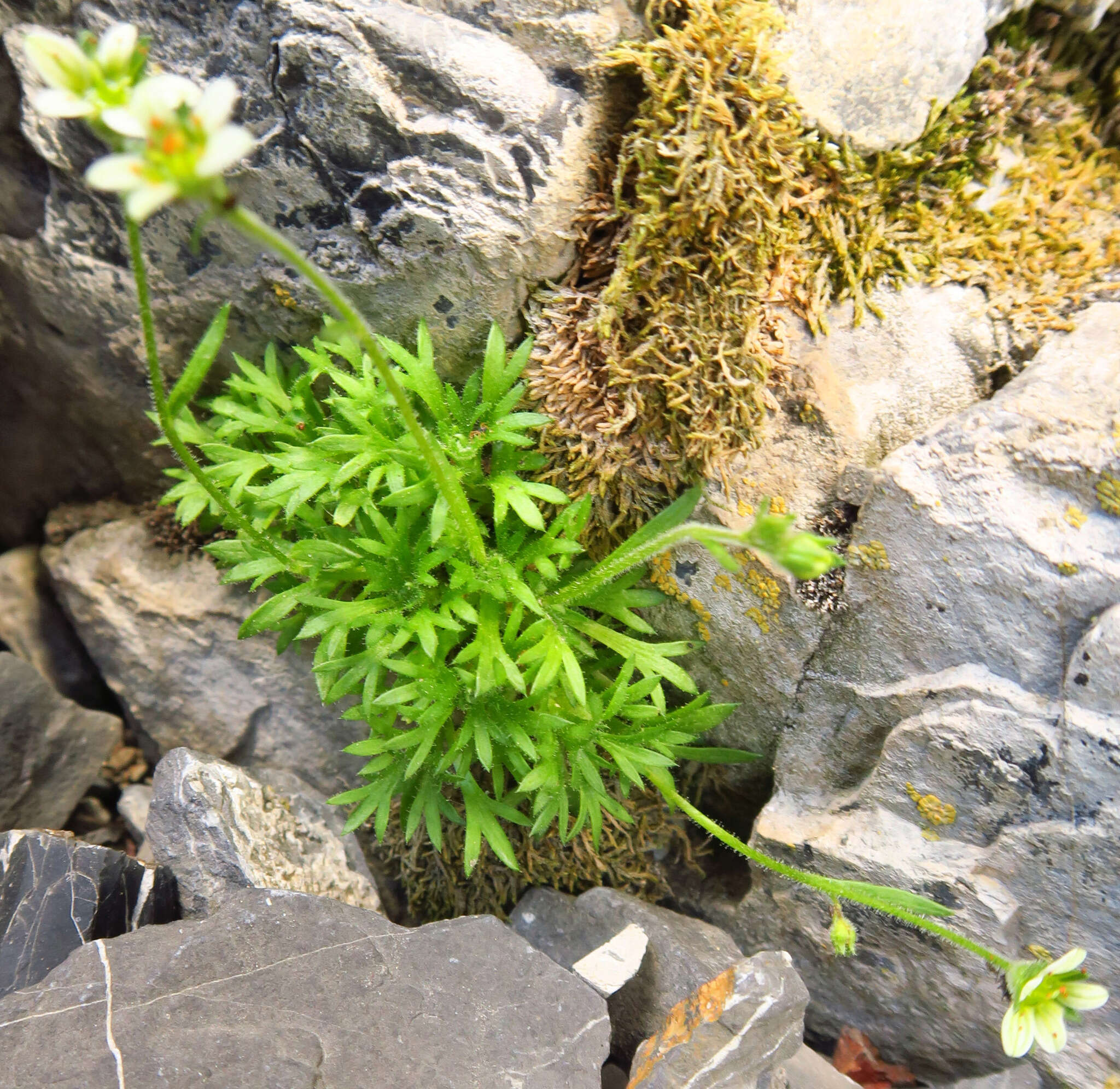 Слика од Saxifraga cespitosa subsp. cespitosa