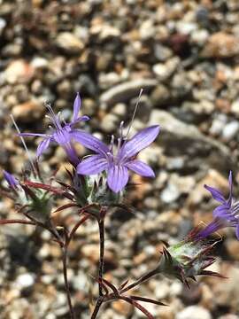 Imagem de Eriastrum eremicum (Jepson) Mason