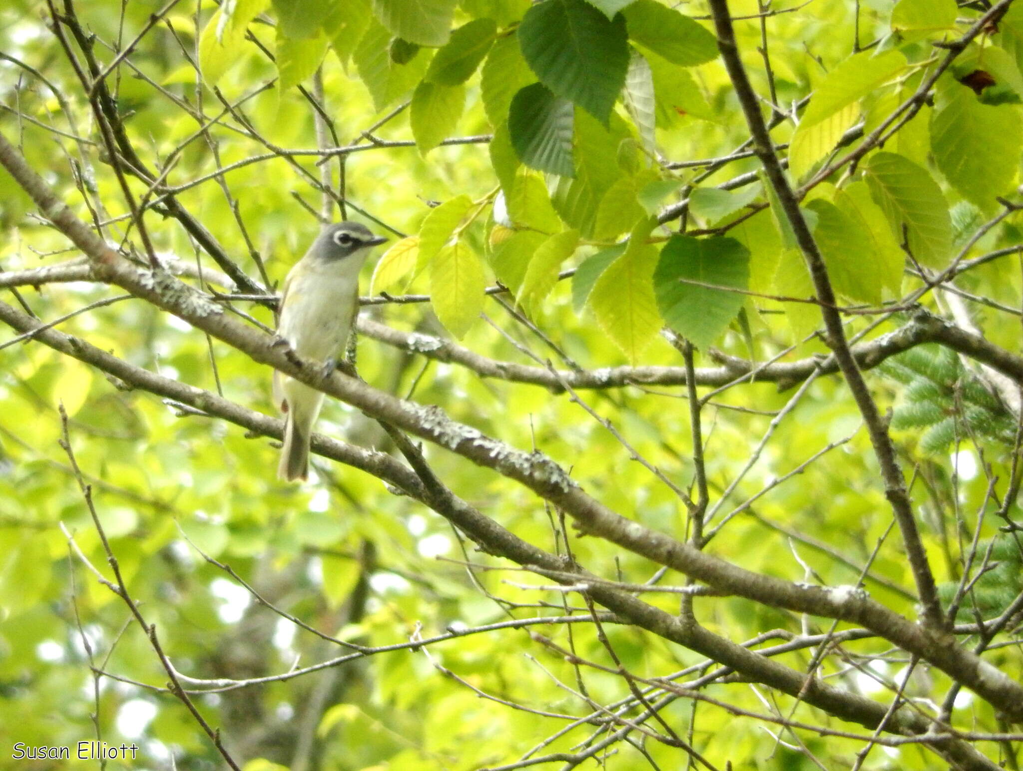 Image of Blue-headed Vireo