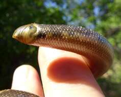 Image of Zambezi Blind Snake