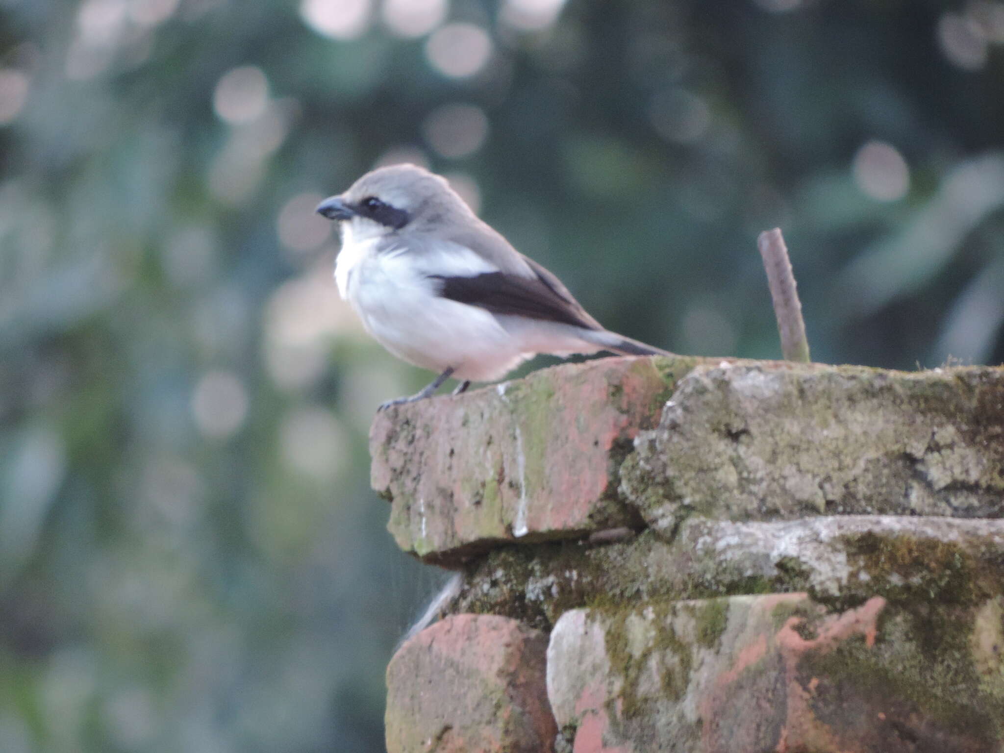 Image of Mackinnon's Shrike