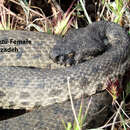 Image of <i>Macrovipera razii</i>