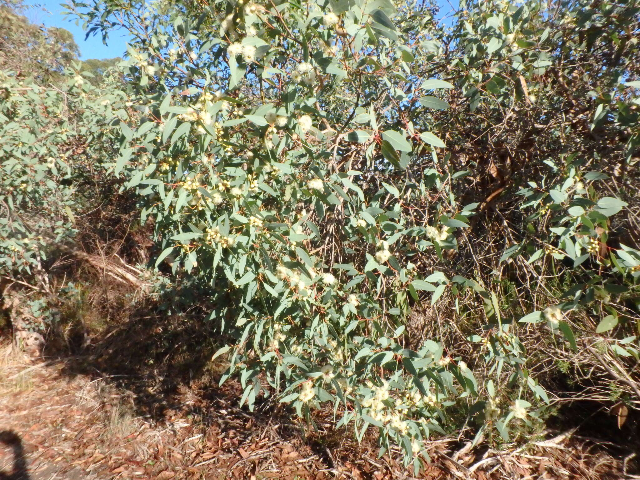 صورة Eucalyptus cosmophylla F. Müll.