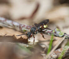 Image of Nomada leucophthalma (Kirby 1802)