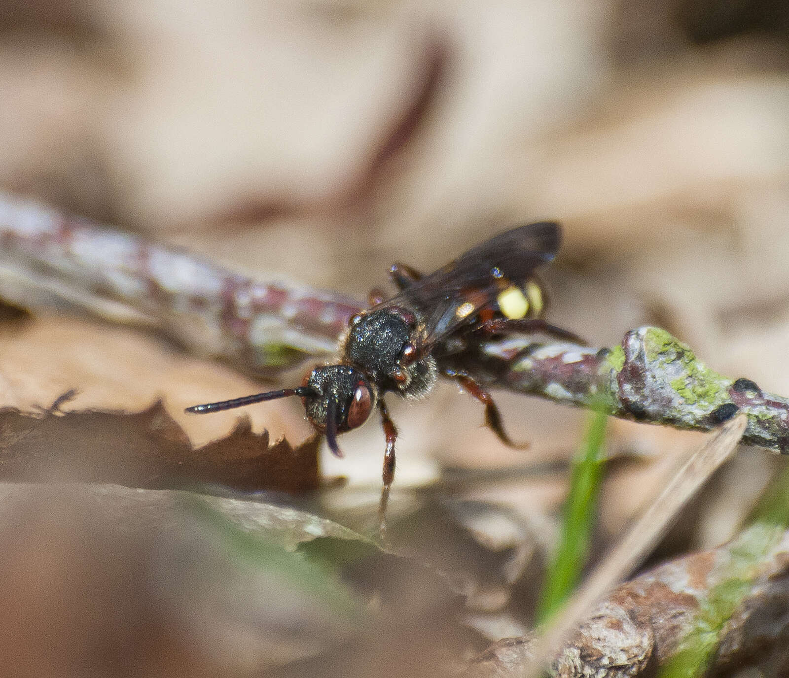 Image of Nomada leucophthalma (Kirby 1802)