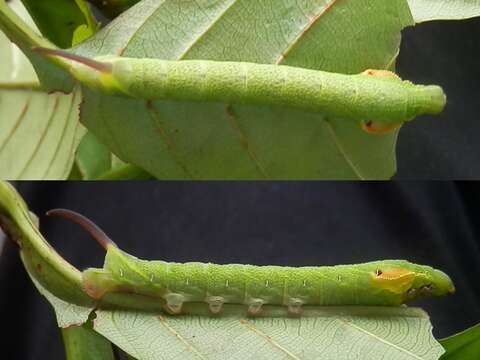 Image de Enpinanga borneensis (Butler 1879)