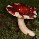 Image de Russula cystidiosa Murrill 1940