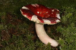 Image of Russula cystidiosa Murrill 1940