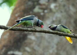 Image of Blue-winged Parakeet