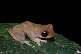 Image of Masked tree frog