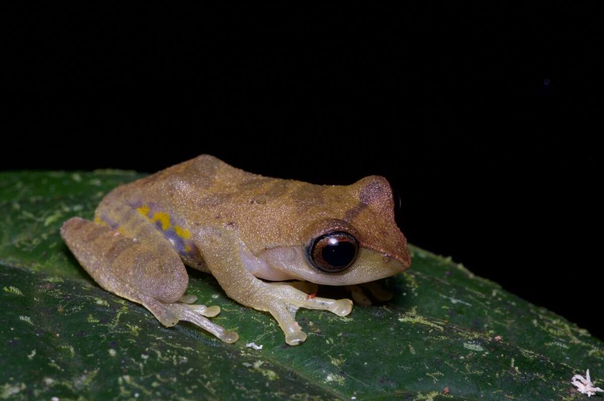 Image of Masked tree frog