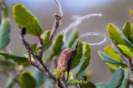 Image of smooth mountain mahogany