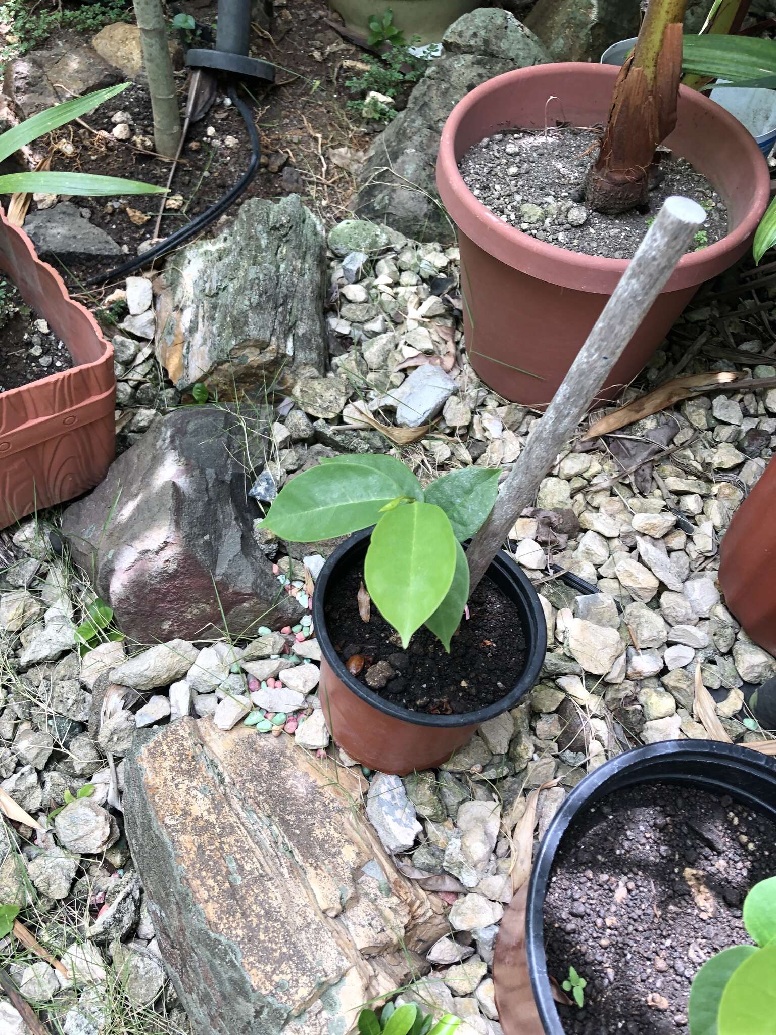 Image of soursop