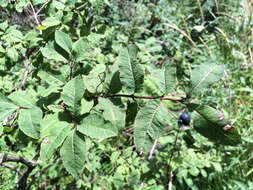 Lonicera nigra L. resmi