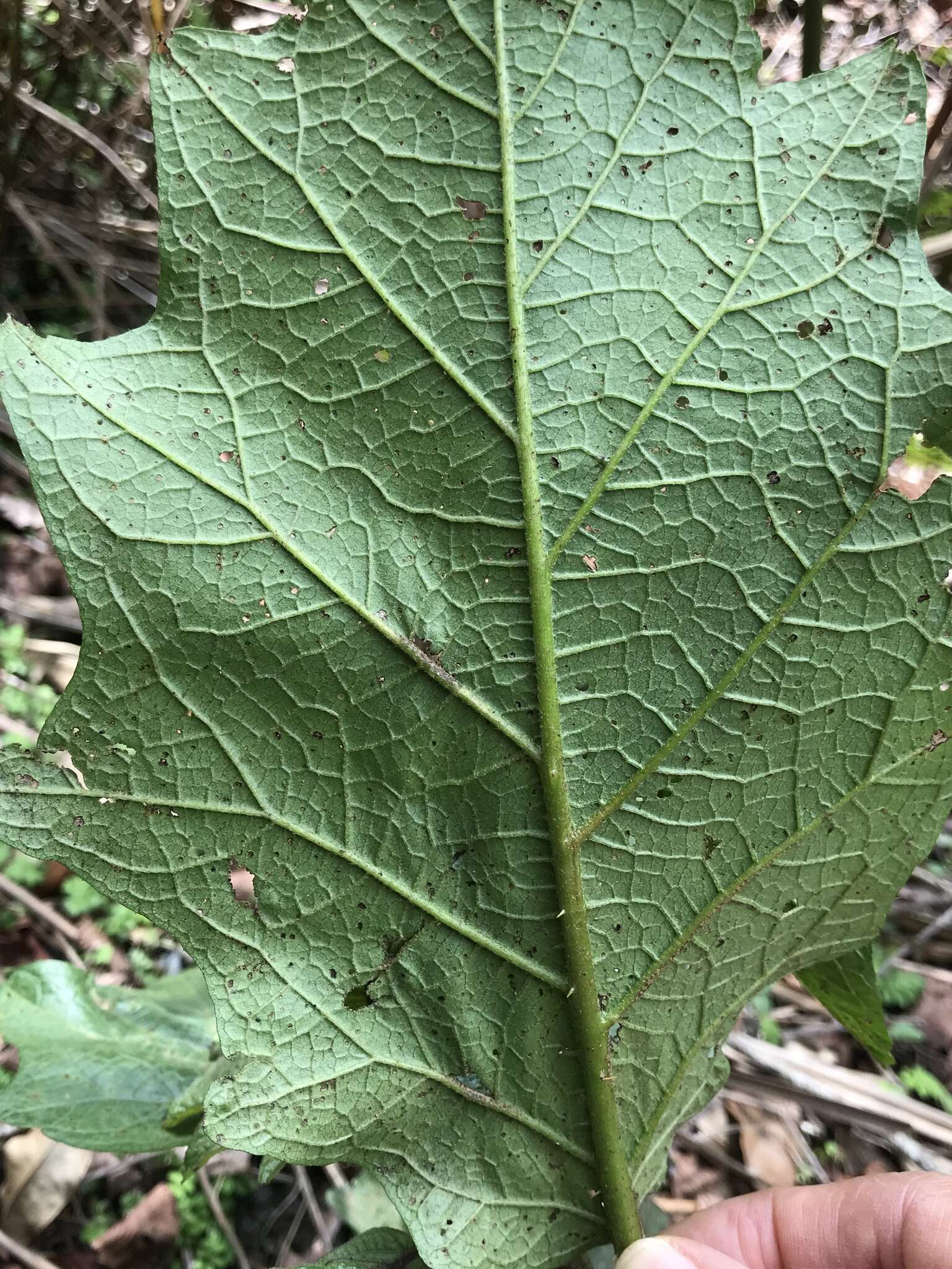 Image of <i>Solanum peikuoensis</i>