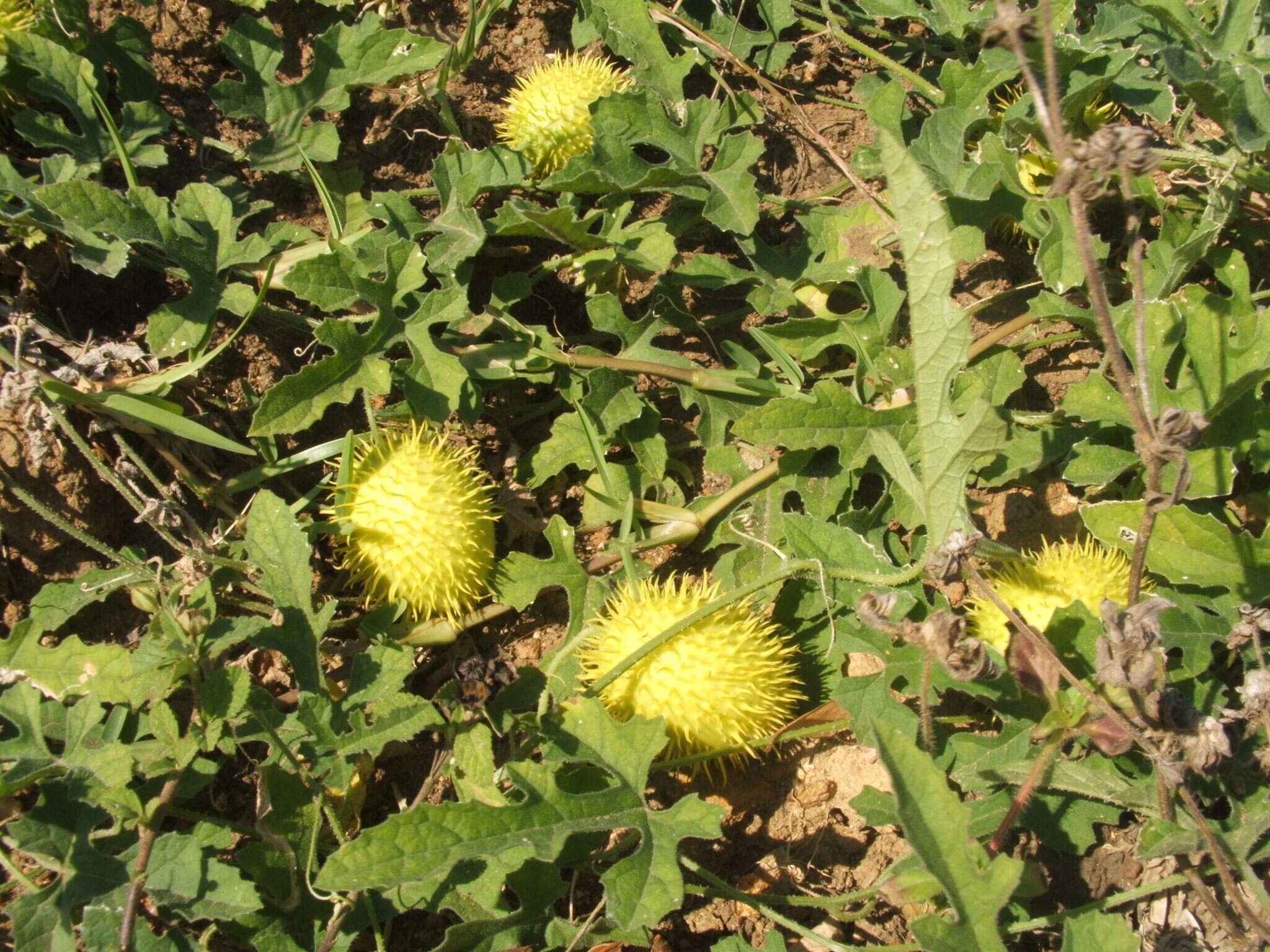 Image of South African Spiny Cucumber