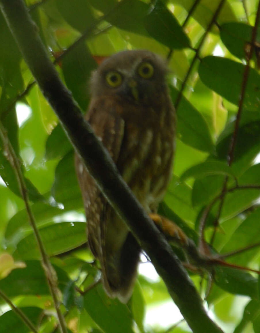 صورة Ninox philippensis Bonaparte 1855