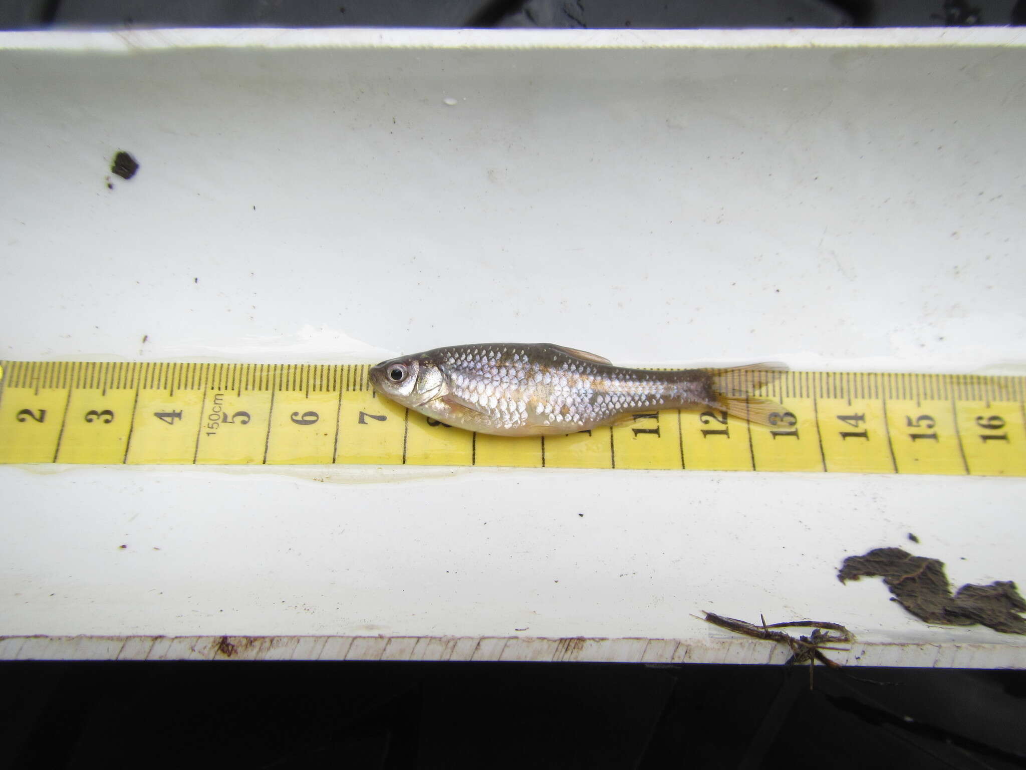 Image of Straightfin Barb