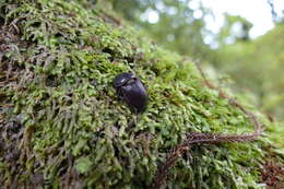 Image of Helms' stag beetle