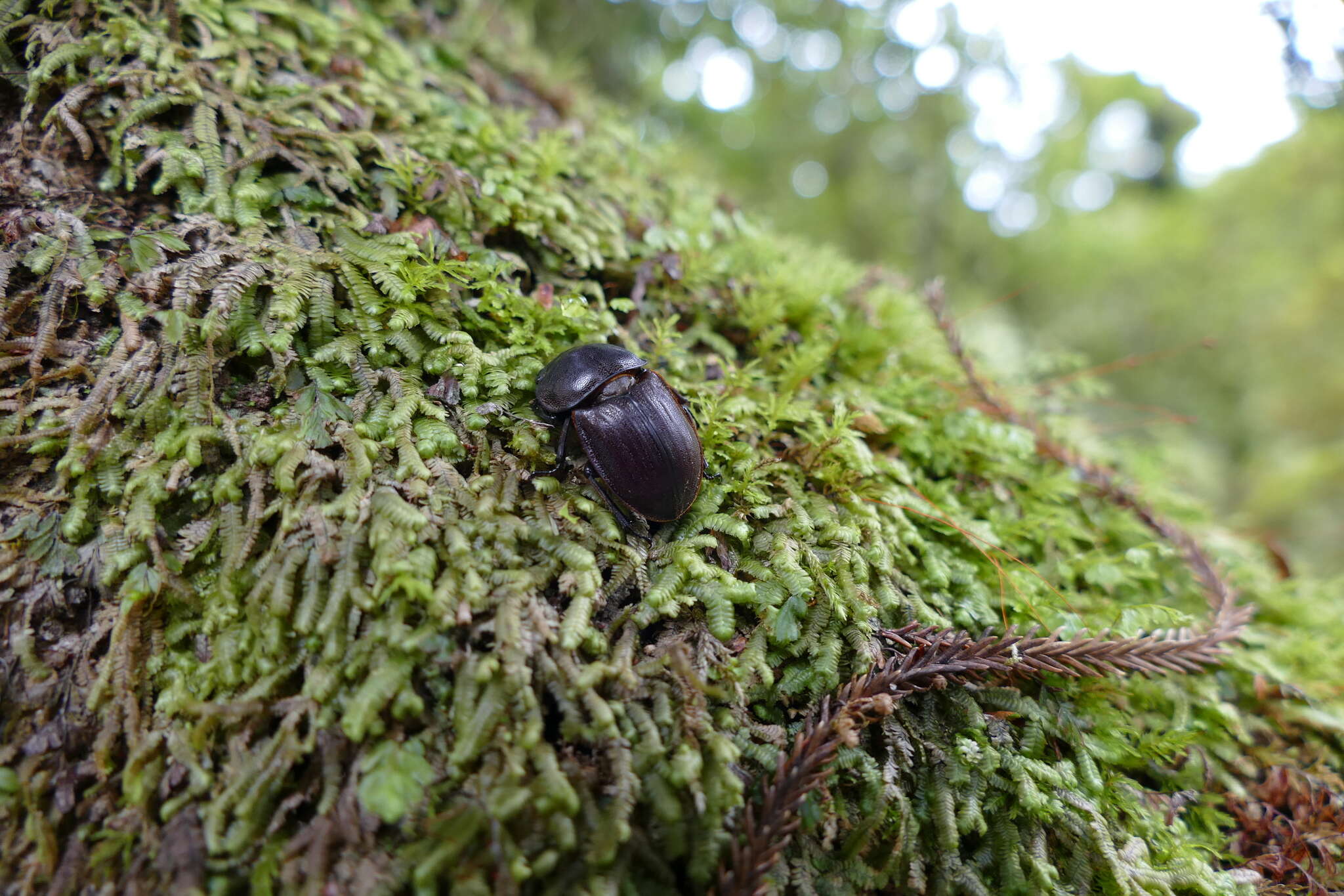 Image of Helms' stag beetle