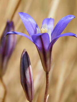 Image of crown brodiaea