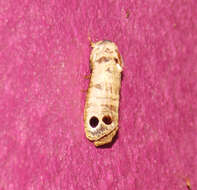 Image of <i>Biocellata praeclara</i> (Schaus 1892)