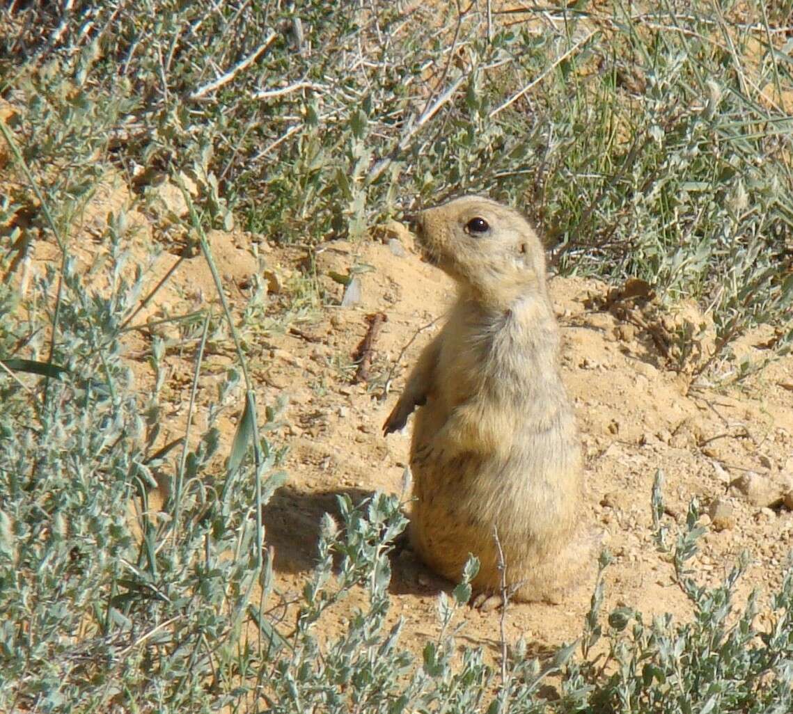 Image de Spermophilus fulvus (Lichtenstein 1823)