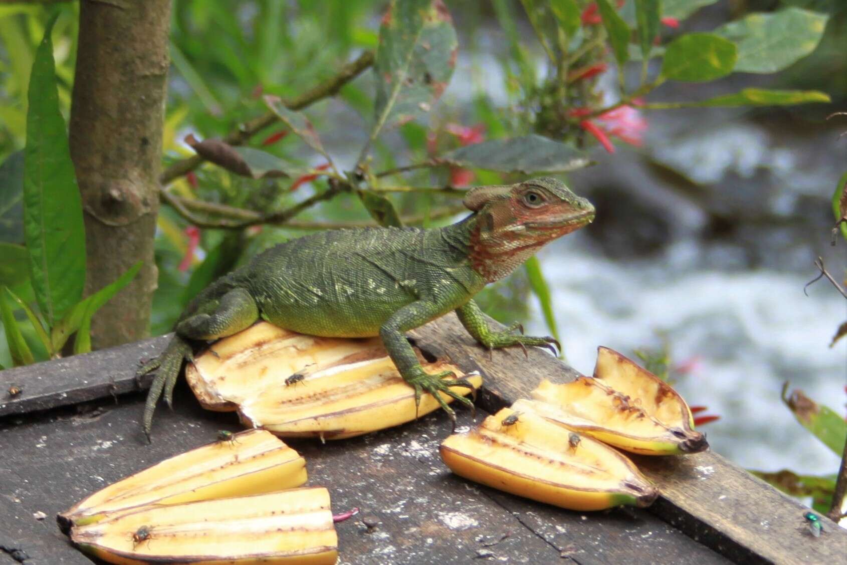 Image of Western basilisk