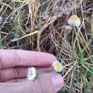 Image of Erigeron longipes DC.