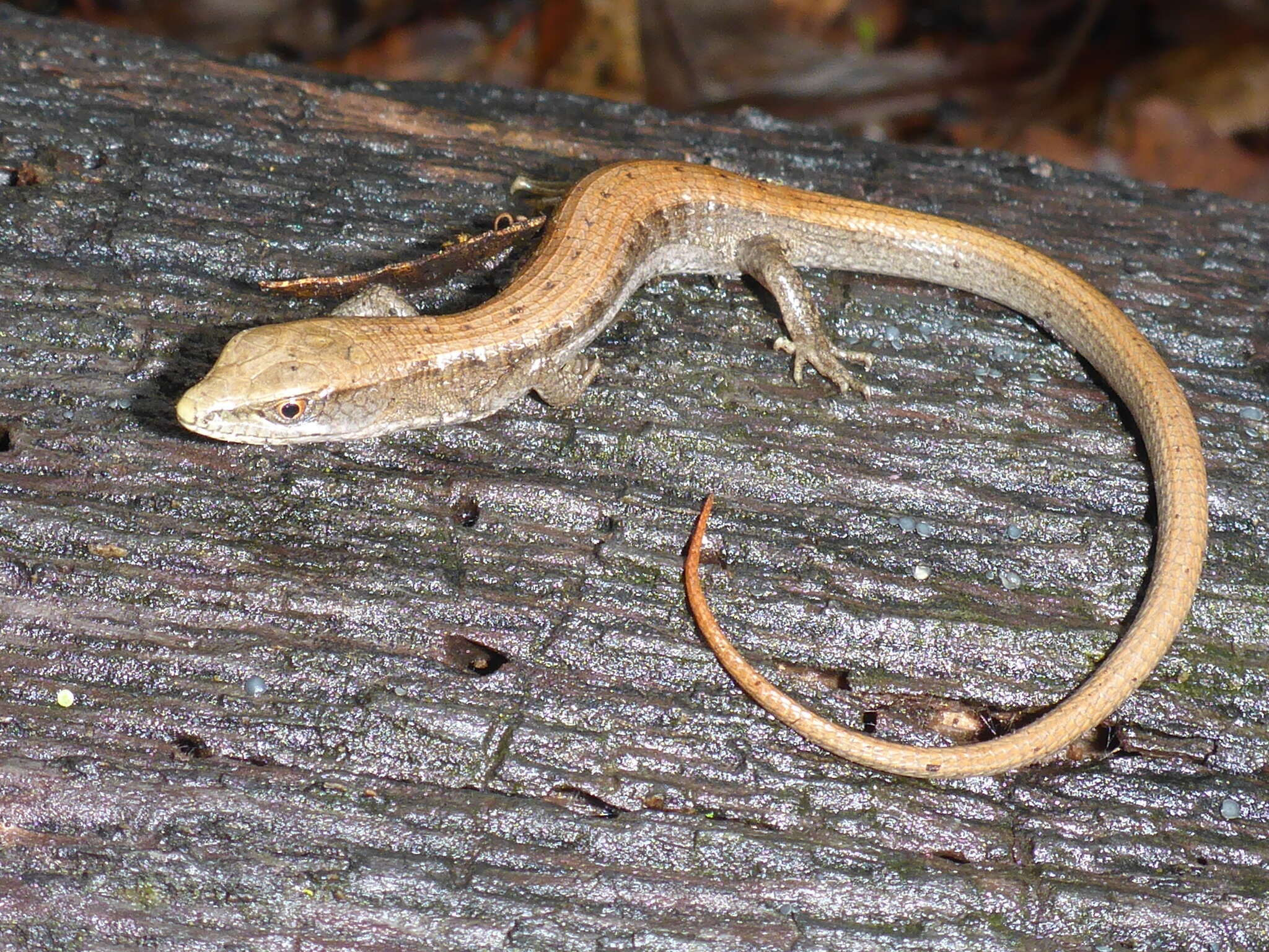 Image of Elgaria multicarinata multicarinata (Blainville 1835)