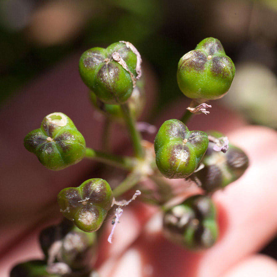 Imagem de Tulbaghia maritima Vosa