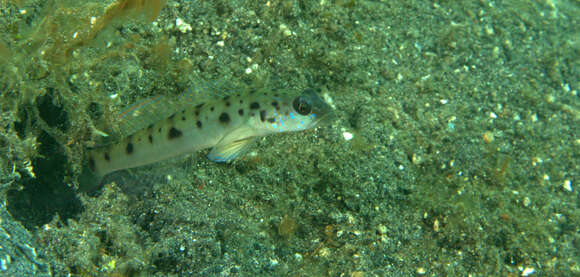 Image of Ambanoro shrimpgoby