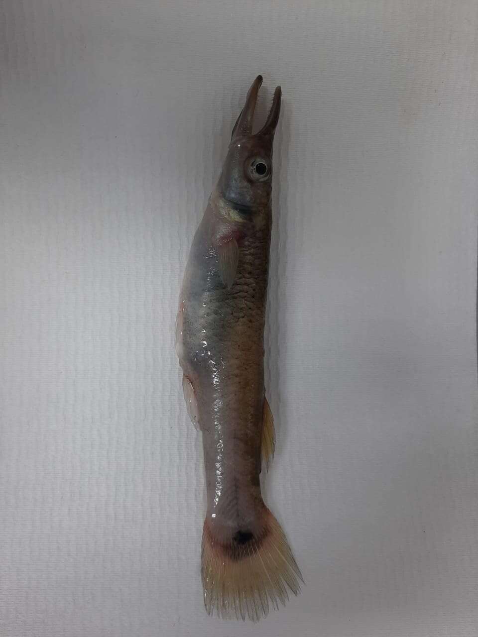 Image of Top minnow