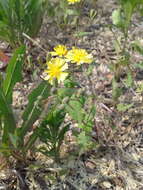 Image of Crepidiastrum sonchifolium (Maxim.) J. H. Pak & Kawano