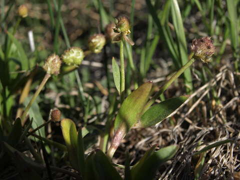 صورة Ranunculus glaberrimus var. ellipticus (Greene) Greene