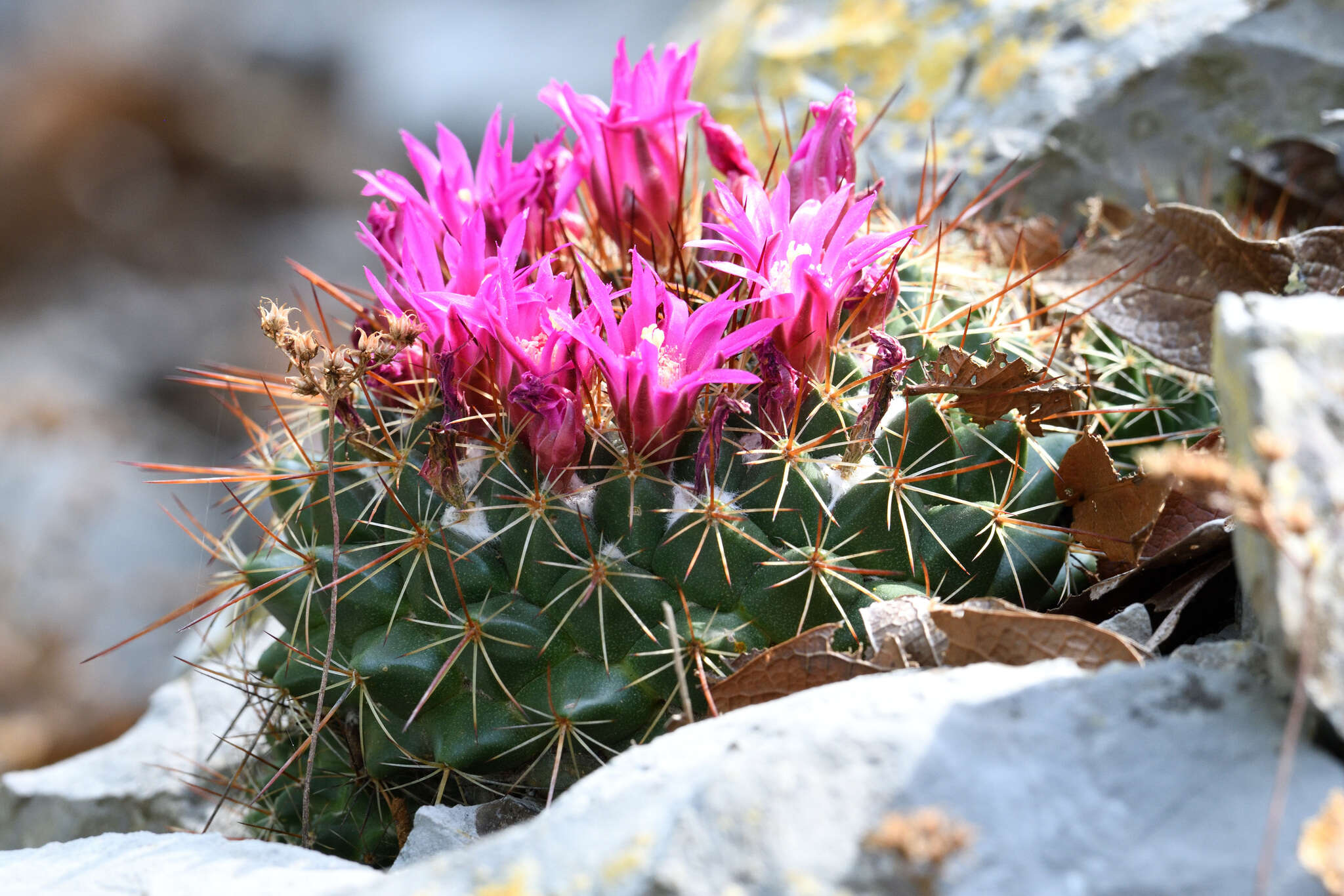 Image of Mammillaria melanocentra subsp. rubrograndis (Repp. & A. B. Lau) D. R. Hunt