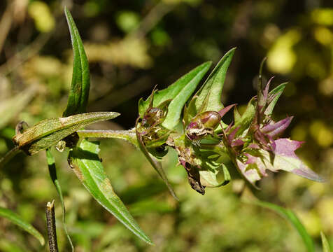 Слика од Melampyrum subalpinum (Juratzka) A. Kerner