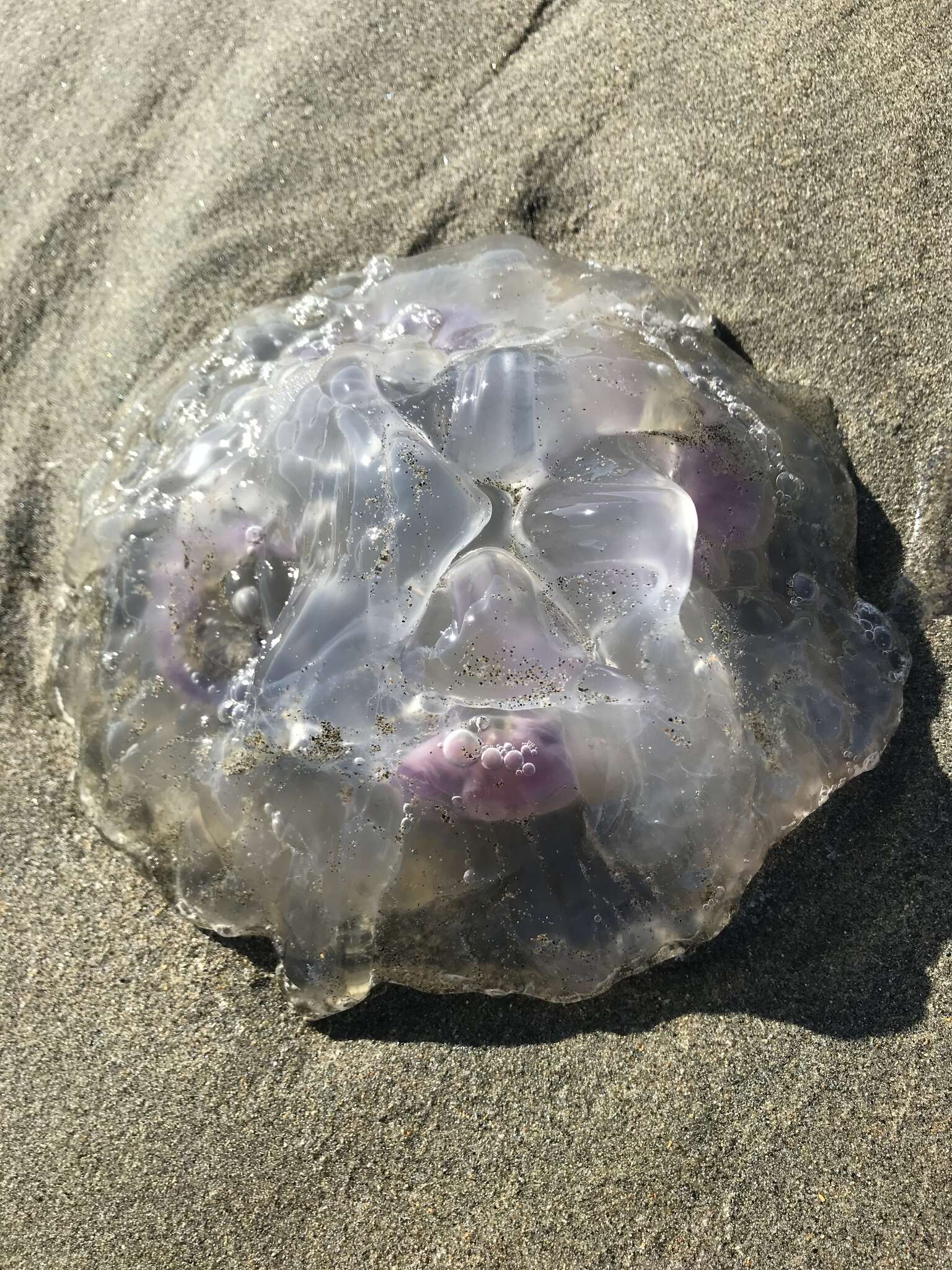 Image of Pacific moon jelly