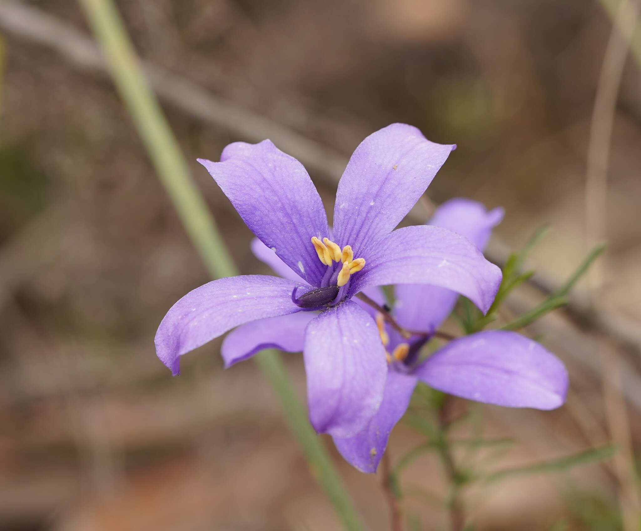 Image de Cheiranthera linearis A. Cunn.